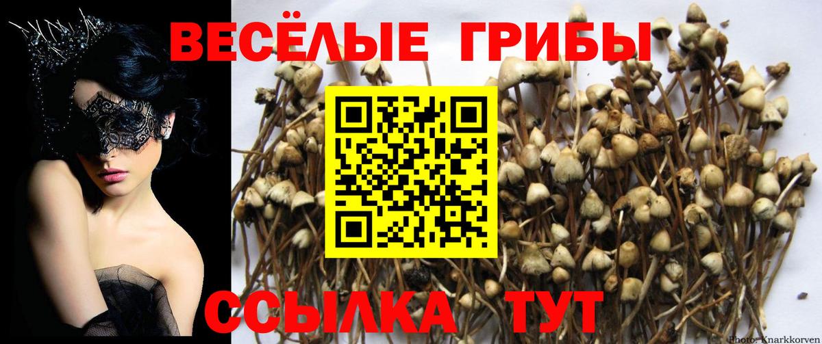 Кашира  Галлюциногенные грибы ЛСД  Вход с VPN 